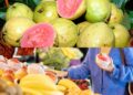 Novos minicursos gratuitos da Embrapa: cultivo comercial da goiaba e mercado e comercialização de frutas frescas e processadas