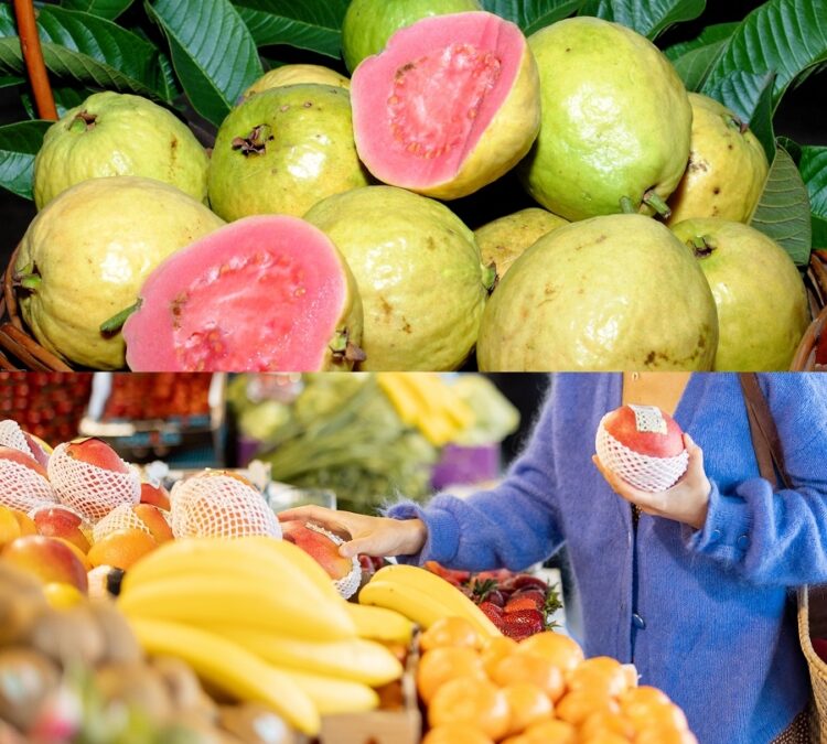 Novos minicursos gratuitos da Embrapa: cultivo comercial da goiaba e mercado e comercialização de frutas frescas e processadas