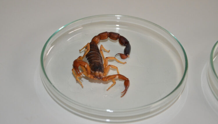 Mais de 5 mil pessoas no Tocantins foram picadas por animais peçonhentos em 2023