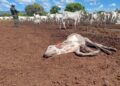 Na zona rural de Palmas, Guarda Ambiental encontra bois e bezerros morrendo de fome em fazenda