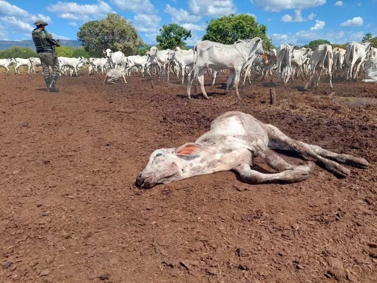 Na zona rural de Palmas, Guarda Ambiental encontra bois e bezerros morrendo de fome em fazenda