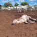 Na zona rural de Palmas, Guarda Ambiental encontra bois e bezerros morrendo de fome em fazenda