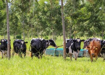 Manejo Ambiental é o novo curso à distância e gratuito oferecido pela Embrapa