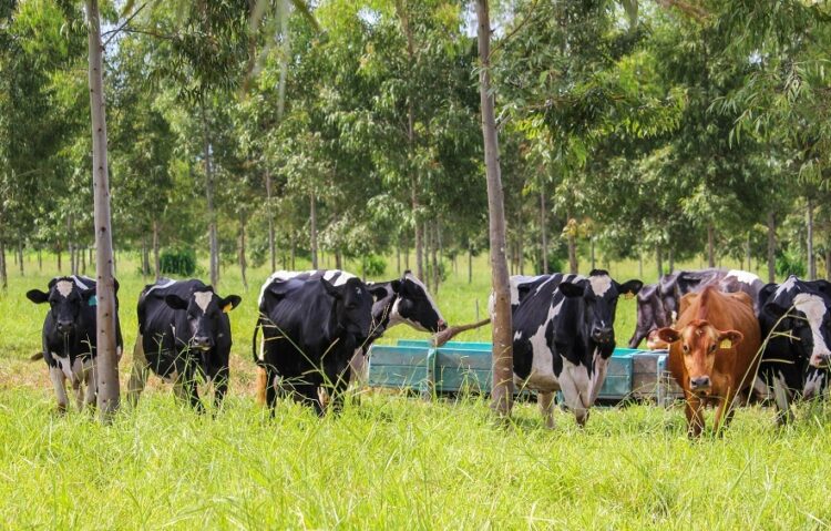 Manejo Ambiental é o novo curso à distância e gratuito oferecido pela Embrapa