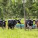 Manejo Ambiental é o novo curso à distância e gratuito oferecido pela Embrapa