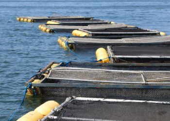 Podcast Prosa Rural da Embrapa: Produção de tambaqui em tanque-rede é viável