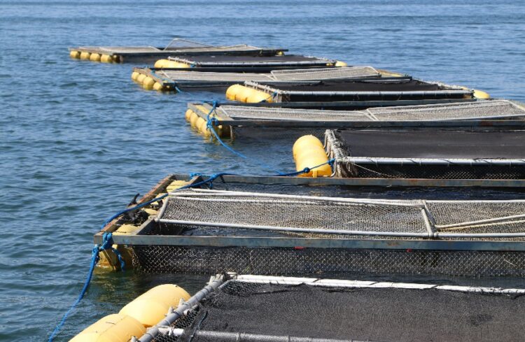 Podcast Prosa Rural da Embrapa: Produção de tambaqui em tanque-rede é viável