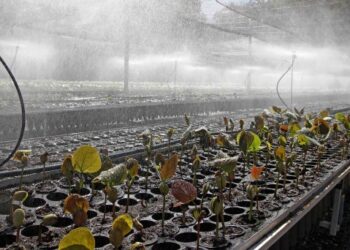 Tocantins encerra 2023 como referência mundial no mercado de crédito de carbono