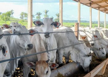 Tocantins alcança índice de 96,1% de propriedades declaradas com explorações pecuárias