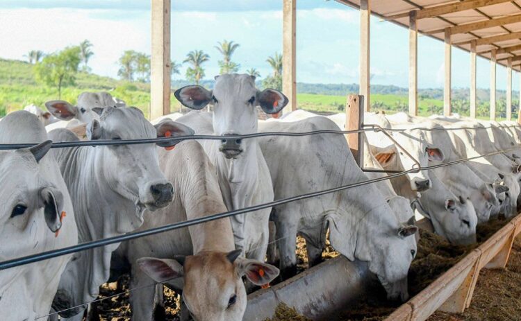 Tocantins alcança índice de 96,1% de propriedades declaradas com explorações pecuárias