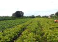 Valor da Produção Agropecuária deve atingir R$ 1,159 trilhão este ano