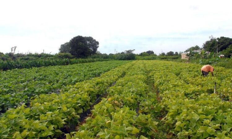 Valor da Produção Agropecuária deve atingir R$ 1,159 trilhão este ano