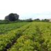 Valor da Produção Agropecuária deve atingir R$ 1,159 trilhão este ano