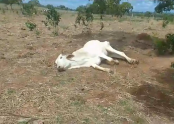 Prefeito de Talismã decreta situação de emergência devido à estiagem severa: animais agonizam de fome