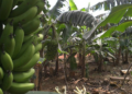 Prosa Rural – Como fazer compostagem laminar para produção orgânica de banana