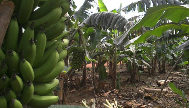 Prosa Rural – Como fazer compostagem laminar para produção orgânica de banana