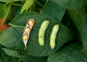 Exportações do agronegócio foram de US$ 13,48 bilhões em novembro