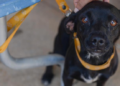 Lei garante direito de fornecer alimento e água a animais em situação de rua no Tocantins