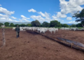 Dono de bois e bezerros encontrados morrendo de fome é multado em mais de R$ 500 mil