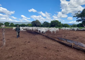 Dono de bois e bezerros encontrados morrendo de fome é multado em mais de R$ 500 mil