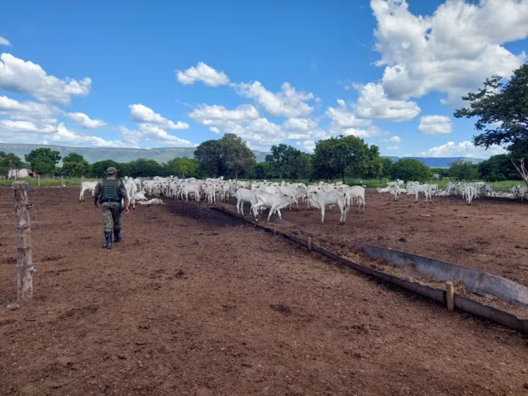 Dono de bois e bezerros encontrados morrendo de fome é multado em mais de R$ 500 mil