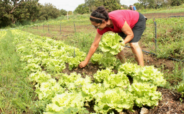 Lei institui a “Semana e Dia da Mulher Rural” no Tocantins
