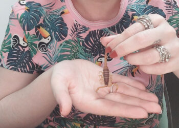 A diversidade desconhecida dos invertebrados do Cerrado