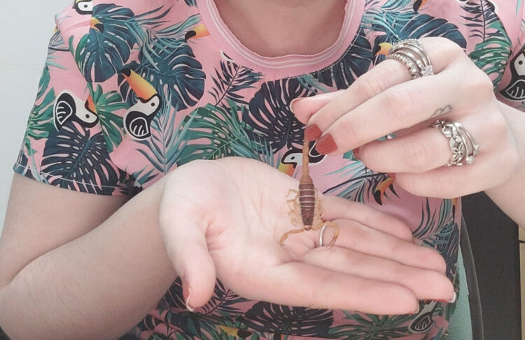 A diversidade desconhecida dos invertebrados do Cerrado