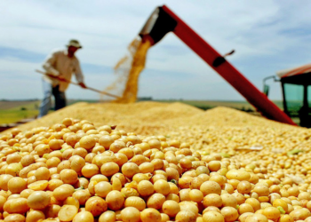 SOJA: Colheita recorde no Brasil garante avanço na produção mundial