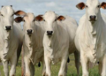 Boas vendas de carne bovina na China geram expectativa no mercado do boi gordo