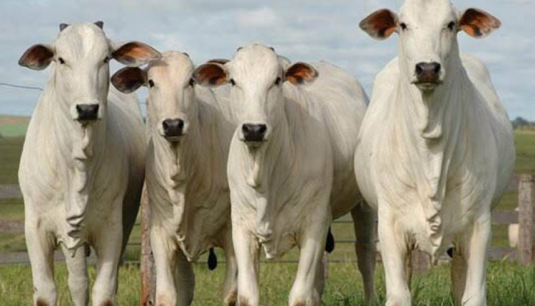 Boas vendas de carne bovina na China geram expectativa no mercado do boi gordo