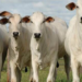 Boas vendas de carne bovina na China geram expectativa no mercado do boi gordo