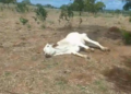 Pelo menos quatro municípios do Tocantins decretaram situação de emergência devido a estiagem severa
