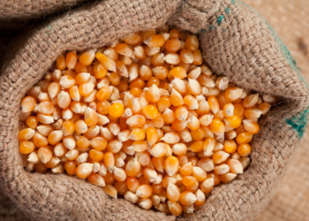 ProVB terá R$ 105 milhões para equalização de preços do milho