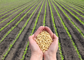 Mapa amplia calendário de semeadura da soja no Tocantins e mais seis estados