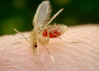 Tocantins fecha o ano de 2023 sem nenhum óbito por Leishmaniose Visceral