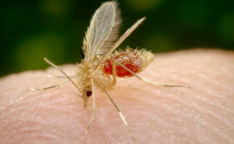 Tocantins fecha o ano de 2023 sem nenhum óbito por Leishmaniose Visceral