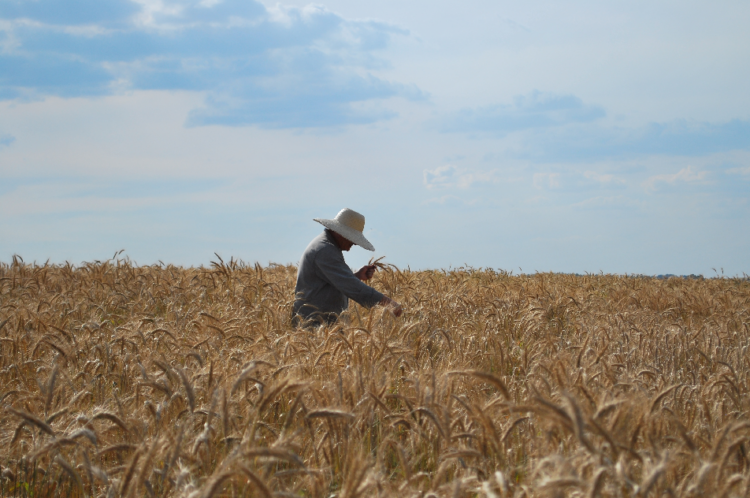 Zoneamento Agrícola de Riscos Climático para cereais de inverno foi atualizado