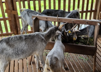 Abertas inscrições para curso gratuito sobre produção de caprinos e ovinos