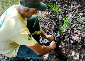 APA Lago de Palmas realiza primeira ação de plantio de mudas de Buriti em Luzimangues