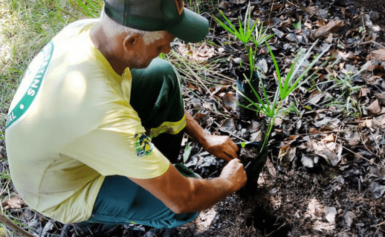 APA Lago de Palmas realiza primeira ação de plantio de mudas de Buriti em Luzimangues