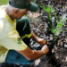 APA Lago de Palmas realiza primeira ação de plantio de mudas de Buriti em Luzimangues