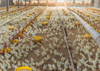 Adapec orienta responsáveis técnicos pelas granjas avícolas sobre prazo para declaração de biosseguridade que encerra dia 31/01