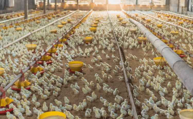 Adapec orienta responsáveis técnicos pelas granjas avícolas sobre prazo para declaração de biosseguridade que encerra dia 31/01