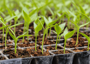 Mapa publica portaria que atualiza os valores das taxas de classificação e reclassificação de produtos de origem vegetal e de sementes e mudas