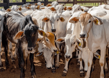 Tocantins atingiu índice de 90,80% na vacinação contra brucelose no segundo semestre de 2023