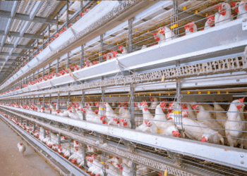 OVOS: Preços são os menores em dois anos