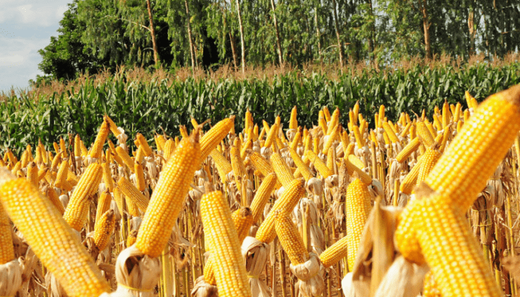 MILHO: Menor demanda e avanço da colheita pressionam cotações