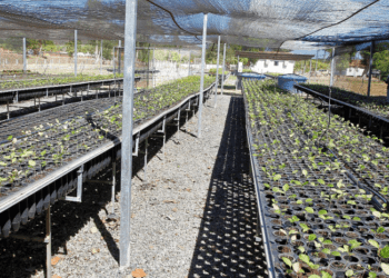 Governo aumenta a produção de mudas no Centro de Recuperação de Áreas Degradadas de Palmas