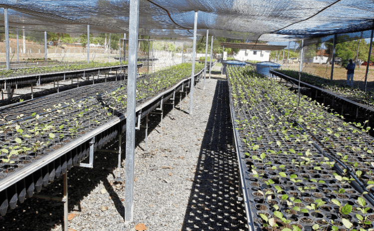 Governo aumenta a produção de mudas no Centro de Recuperação de Áreas Degradadas de Palmas